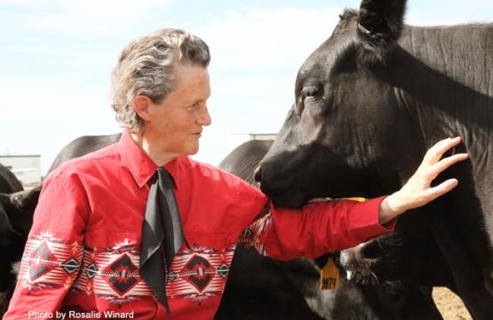 Temple Grandin with cattle